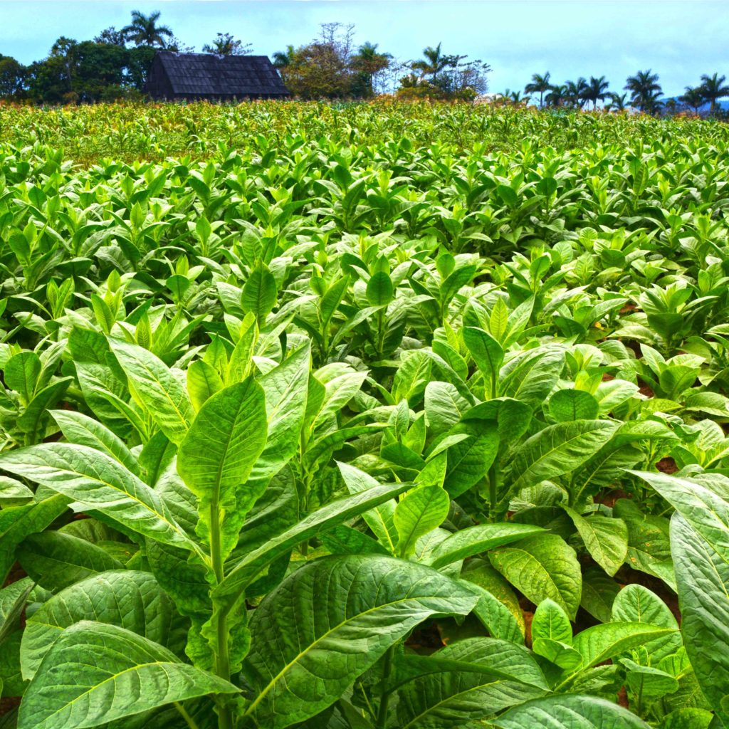co należy zrobić w Viñales plantacje tytoniu Kuba