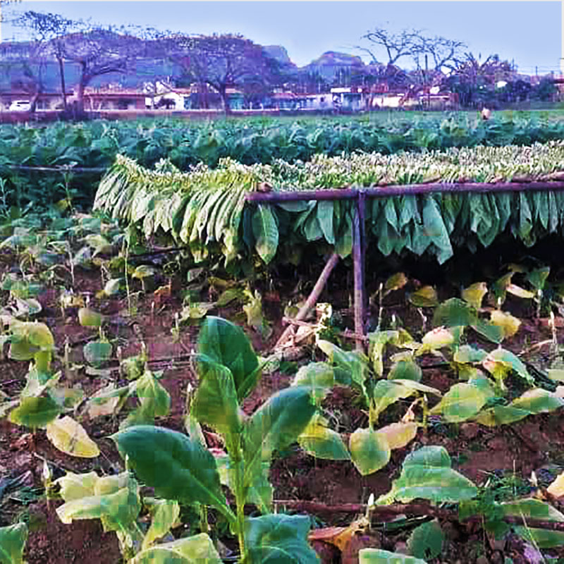 najlepsze kubańskie cygara co należy zrobić w Viñales plantacje tytoniu