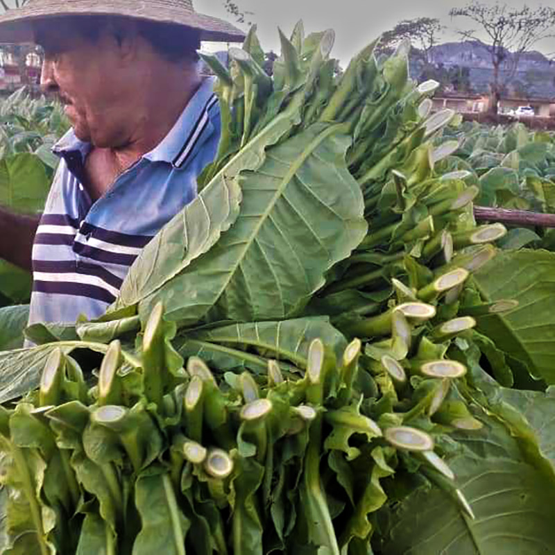 co należy zrobić w Viñales plantacje tytoniu Kuba