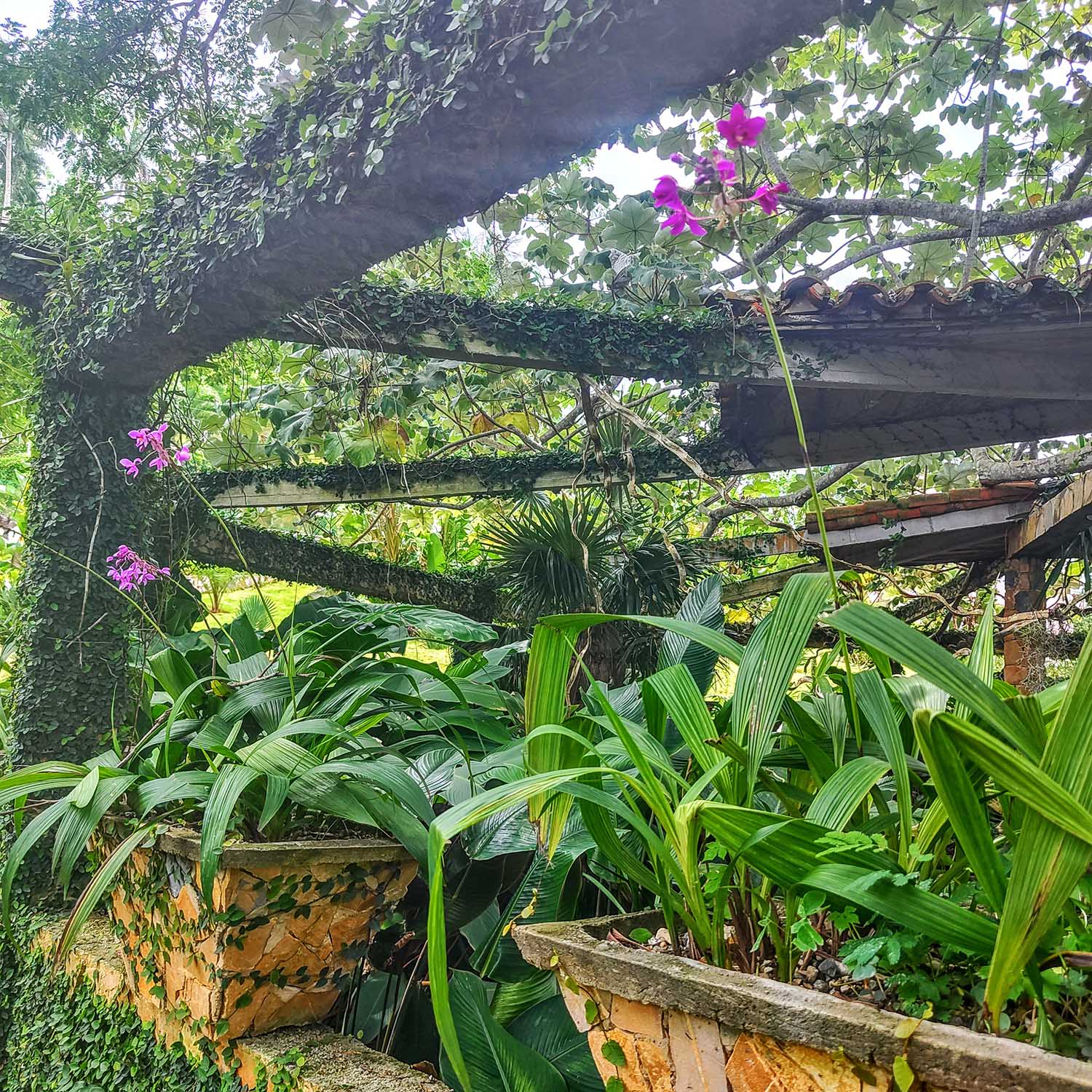 Wycieczka do Soroa i Las Terrazas rezerwat biosfery UNESCO orchidarium storczyki